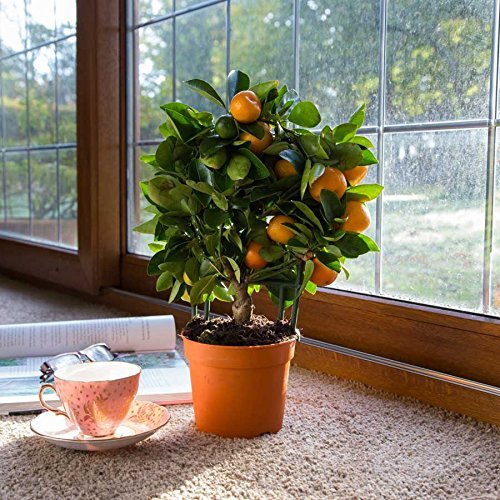 (Mandarin 40 * Ambizu *) 20 + 20pcs Eßbares Obst Mandarin Bonsai-Baum-Samen, Citrus Bonsai Mandarine Seeds von SVI