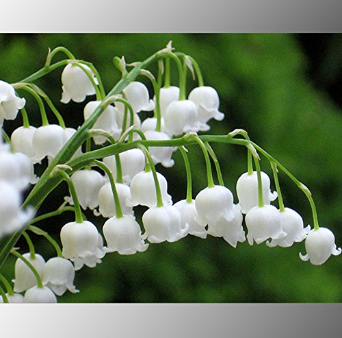 (Weiße Lilie * Ambizu *) Heirloom Weiß Maiglöckchen Convallaria majalis Perennial Blumensamen, Profi-Pack 50 Samen von SVI