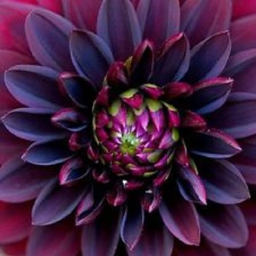 10+ Black Dahlia/Blumensamen / Perennial von SVI