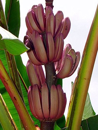10+ Frische Musa Ornata ‚Königs Purple‘ essbaren Banane Samen tropische Frucht Pflanze von SVI