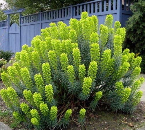 10+ MEDITERRANEAN Wolfsmilch, Palisaden-Wolfsmilch Blumensamen, selten, einzigartig! von SVI