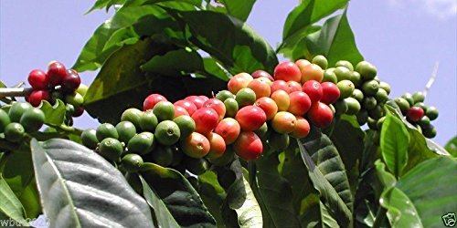 10 Coffea Pflanzensamen (Jamaican Blue Mountain Kaffee) Wachsen Sie Ihren eigenen Kaffeebaum! von SVI