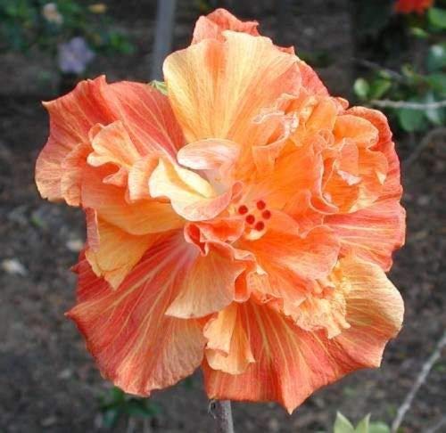 10 Doppel Orange Gelb Hibiscus Samen Riesen Teller-Blumen-Garten Exotische von SVI