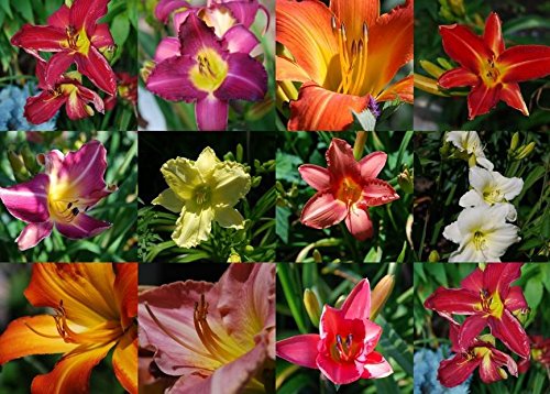 10 Mischfarben DAYLILY Hemerocallis Taglilie feine Mischung Rot Lila Blumensamen von SVI