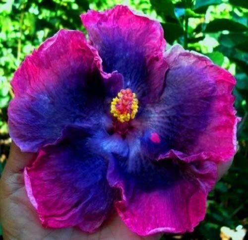 10 Rare Blau Rosa Hibiscus Seeds"Mystery Friend" Riesen-Blüten Tropical Garden von SVI