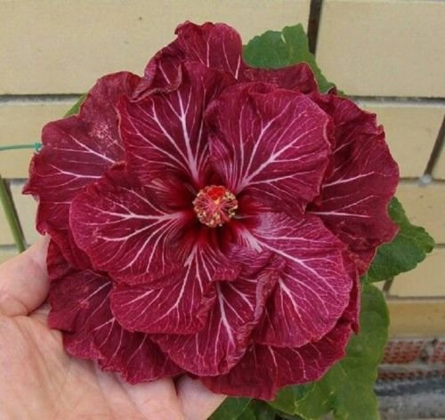 10 Rare Doppel Dark Pink Hibiscus Samen Riesen Teller-Blumen-Garten Exotische von SVI