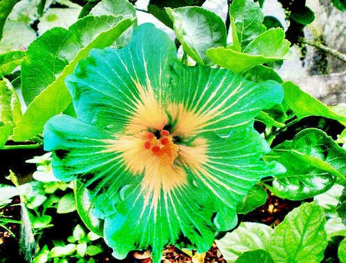 10 Rare Grün Gelb Hibiscus Samen Riesen Teller-Blumen-Garten Exotische von SVI