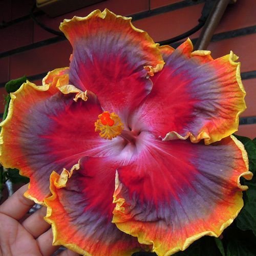 10 Rare Rot Orange Lila Hibiskus Samen Riesen-Blüten Tropical Garden Exotic von SVI