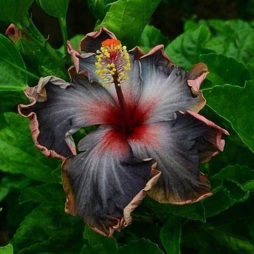 10 Rare Schwarz Rosa Lila Hibiskus Samen Perinnal Riesen-Blüten Tropical Bloom von SVI
