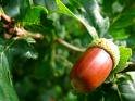 10 Red Oak Tree Seeds! von SVI