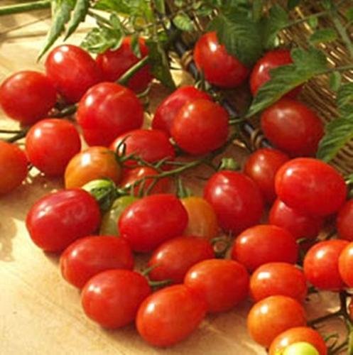 10 Samen Amor Tomatensamen von SVI
