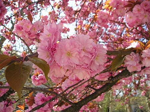 10 Samen Japanische Kirsche Sakura Prunus serrulata Bonsai Zier CombSH von SVI