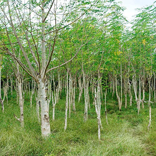 10 Samen Moringa oleifera Samen Baum schnellwüchsig Weiße Blumen Dürre Tolerant Tropical von SVI