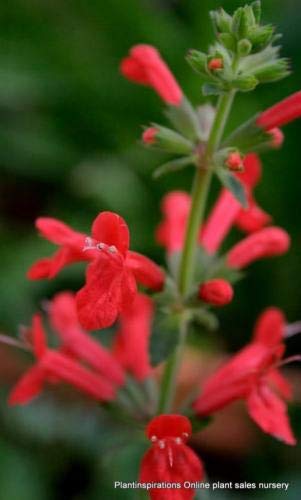 10 Samen PINEAPPLE SAGE Red Salvia elegans Herb/Blumensamen [Unknown Binding] von SVI