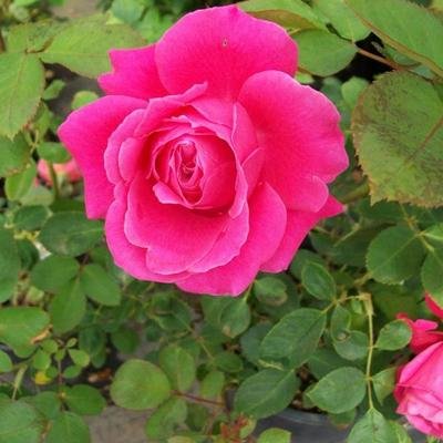 10 Samen - Pink Rose Bush von SVI