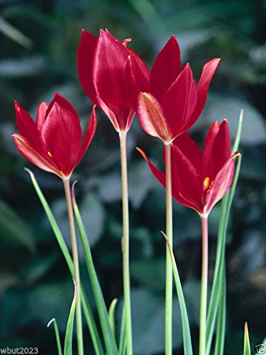 10 Samen - TULPE SEEDS (Tulipa sprengeri) Persistent und Selbst seeding.bright rote, sehr selten von SVI