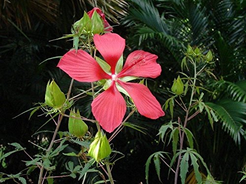 10 Samen von Hibiscus coccineus RED STAR HIBISCUS Seeds 10 Samen von Hibiscus coccineus RED STAR HIBISCUS Seeds von SVI