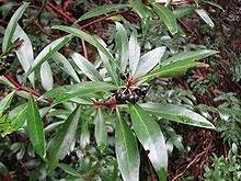 10 Samen von Mountain Pfeffer TRN426 (Tasmannia Lanceolata) von SVI