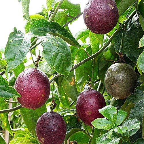 10 Samen von Passiflora edulis - Purple Passion Fruit von SVI