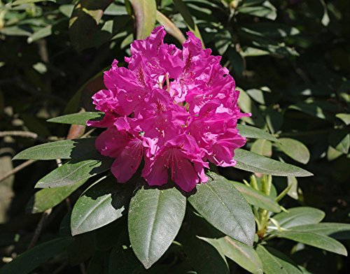 10 Samen von Rhododendron catawbiense CATAWBA RHODODENDRON Seeds von SVI