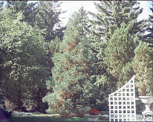 10 Samen von Sequoiadendron giganteum Glaucum BLUE RIESEN SEQUOIA SEEDS von SVI