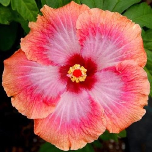 10 Seltene Rosa Orange Hibiscus Samen Riesen Teller-Blumen-Garten Exotische von SVI