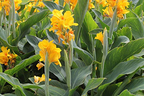 10 Stück Canna Samen Schöne Blumensamen-Mix Indica Lily Pflanzen Garten Birnen Blumen im Freien Topf Bonsai Flores. Home Geschenk von SVI