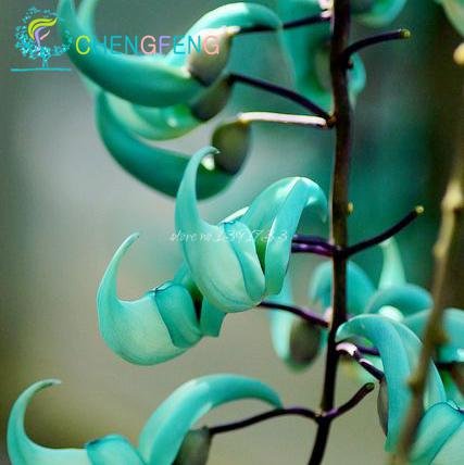 10 Stück Gefährdete Jadewein 'Strongylodon Macrobotrys & Blumensamen blau Blumensamen für Hausgarten von SVI