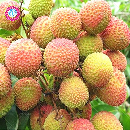 10 Stück Lychee Samen steuern im Garten im Freien Obst Samen Litschi Baum Sementes Haus Blumentopf Bonsai Samen von SVI