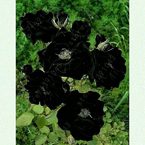 10 Stück schwarze Pfingstrosen Samen Die schönsten und duftendsten Blumengarten Samen Topfpflanzen Zierblumen Pflanzen von SVI