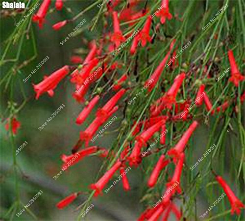 100 Stück/Beutel seltene Russelien Equisetiformis Samen Outdoor Bonsai Topf Rote Blume Balkon hängende Pflanze für Haus Garten von SVI