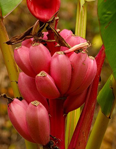 100 / bag Banane Samen Fruchtsamen selten große hainan Rosa Banana Samen Musa velutina - Zwerg Rosa Banana Seeds von SVI