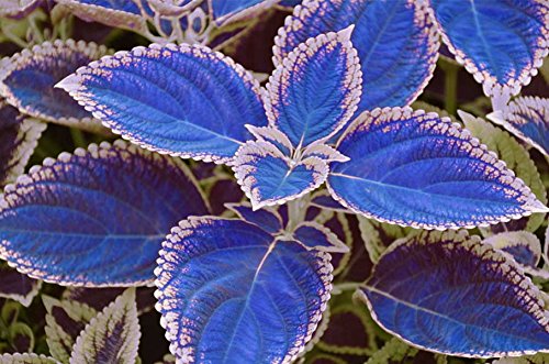 100 / bag blau Coleus Samen, schöne Blütenpflanzen, Topf Bonsai Balkon Bannfarbe von SVI
