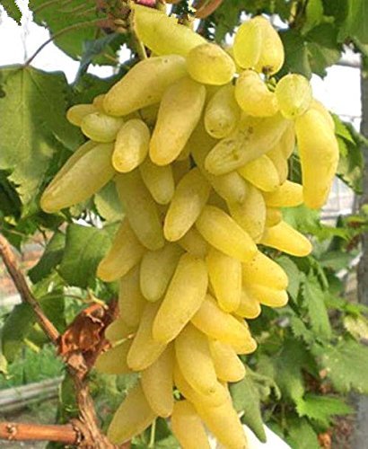 100% Echte Golden Finger Green Sweet Traube Bio-Saatgut, Profi-Pack, 15 Samen / Pack, Hardy Pflanze Köstlicher Frucht-E3088 von SVI