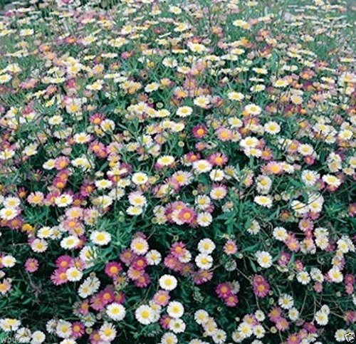 100 Erigeron karvinskianus Seeds aKa Santa Barbara Daisy und mexikanische Daisy von SVI