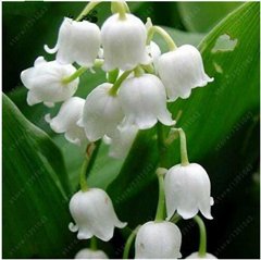 100 PC/Beutel Maiglöckchen Blumensamen, Glocke Orchid Samen, reiches Aroma, Bonsai Balkon Blumen Für Privatanwender Topfpflanzen 5 von SVI