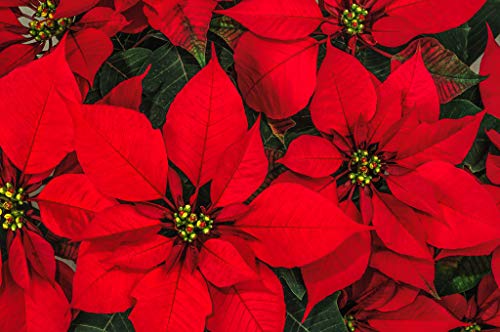 100 PC / Beutel, Poinsettia Samen, Euphorbia pulcherrima, Topfpflanzen, Pflanzen von Jahreszeiten, blühende Pflanzen von SVI