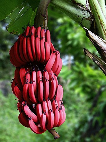 100 PCS sehr seltene rote Banane Samen, Outdoor ausdauernde Interessante Pflanzen, Milchgeschmack, lecker Fruchtsamen für Heim & Garten von SVI