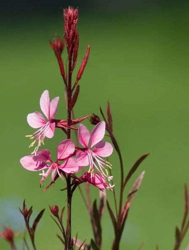 100 PINK GAURA WHIRLING SCHMETTERLINGEN Prachtkerze Blumensamen von SVI