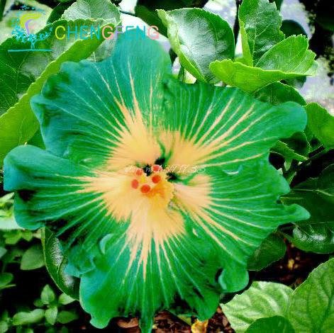 100 Riesen-Hibiskus-Blumensamen Indoor-Mix Farbe Seed DIY Hausgarten Topf oder Hof Blumenpflanze Staude Topf von SVI