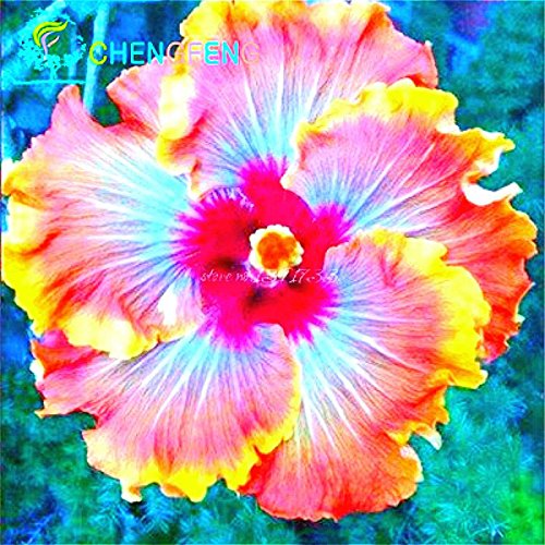 100 Riesen-Hibiskus-Blumensamen Indoor-Mix Farbe Seed DIY Hausgarten Topf oder Hof Blumenpflanze Staude Topf von SVI