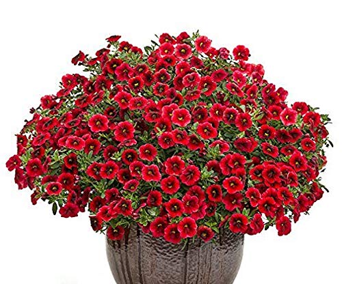 100 Samen/Pack, crimson rot Calibrachoa Petunia einjährig Blumensamen wie Morning Glory Blume für Home Balkon Garten von SVI