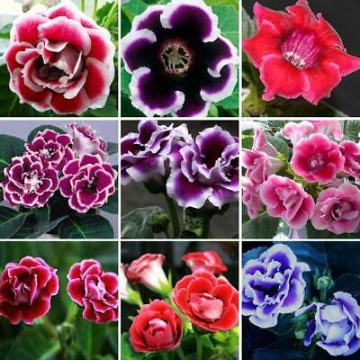 100 Samen/bag Gloxinie Samen Pflanze blüht Plena sinningia gloxinia Bonsai für Garten von SVI