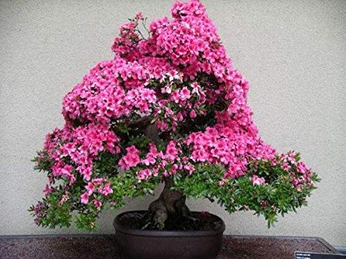 100 Samen 100% echte Mix-Farbe Azaleen - Rhododendron simsii Seeds - Bonsai Blume Pflanzensamen von SVI