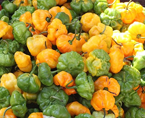 100 Samen Scotch Bonnet Pfeffer, True Jamaican Yellow Strain - nicht gelb oder orange Haba von SVI