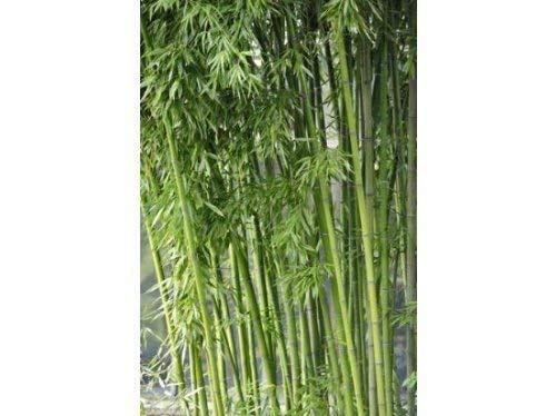 100 Samen des Bambus Fargesia/Borinda Yunnanensis von SVI