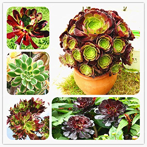 100 Stück Rare Aeonium Arboreum Atropureum Seed Die weltweit Seltene Blumen-Samen Atropureum Samenpflanzen Garden Home Diy Samen Bonsai von SVI