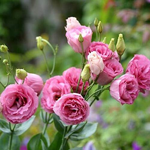 100 Stücke Rot Eustoma Samen Mehrjährige Blütenpflanzen Lisianthus Multicolor Für Diy Hausgarten von SVI