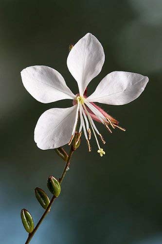 100 WHITE GAURA WHIRLING SCHMETTERLINGEN Prachtkerze Blumensamen von SVI