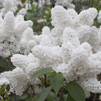 100 Weiß Japanische Flieder Seeds (Extremely Fragrant) / von SVI
